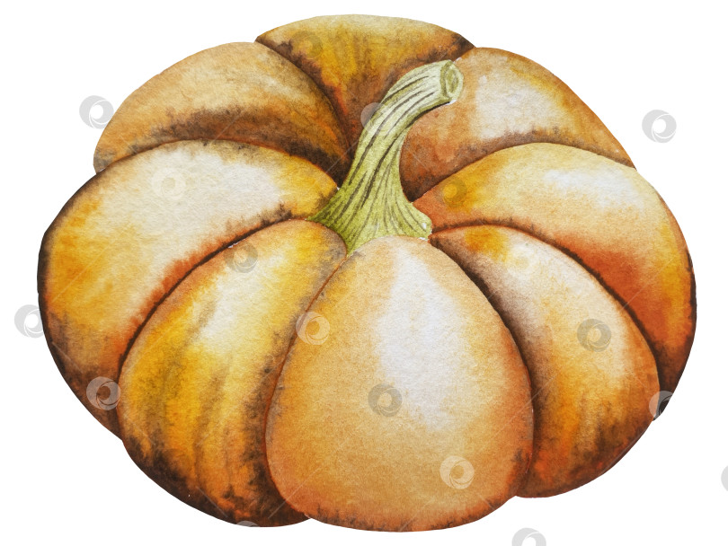 Скачать Ручная роспись акварелью осеннего набора тыкв, желудей, осенних листьев, грибов, ягод рябины, выделенных на белом фоне. Идеально подходит для создания открыток, дизайна. Иллюстрации ко дню благодарения фотосток Ozero