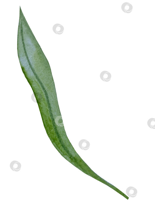 Скачать Коллекция акварельных рисунков на листьях эвкалипта и желтых полевых цветах. Элементы ботанического клипарта, выделенные на белом фоне. Набор предметов для декора, дизайна, постера, баннера, свадьбы, логотипа фотосток Ozero