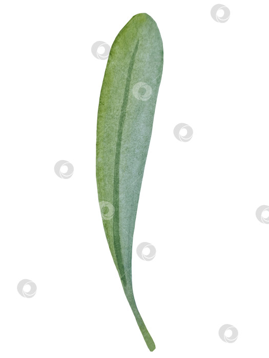 Скачать Коллекция акварельных рисунков на листьях эвкалипта и желтых полевых цветах. Элементы ботанического клипарта, выделенные на белом фоне. Набор предметов для декора, дизайна, постера, баннера, свадьбы, логотипа фотосток Ozero