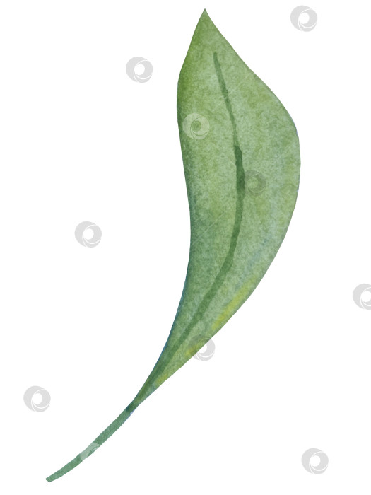 Скачать Коллекция акварельных рисунков на листьях эвкалипта и желтых полевых цветах. Элементы ботанического клипарта, выделенные на белом фоне. Набор предметов для декора, дизайна, постера, баннера, свадьбы, логотипа фотосток Ozero