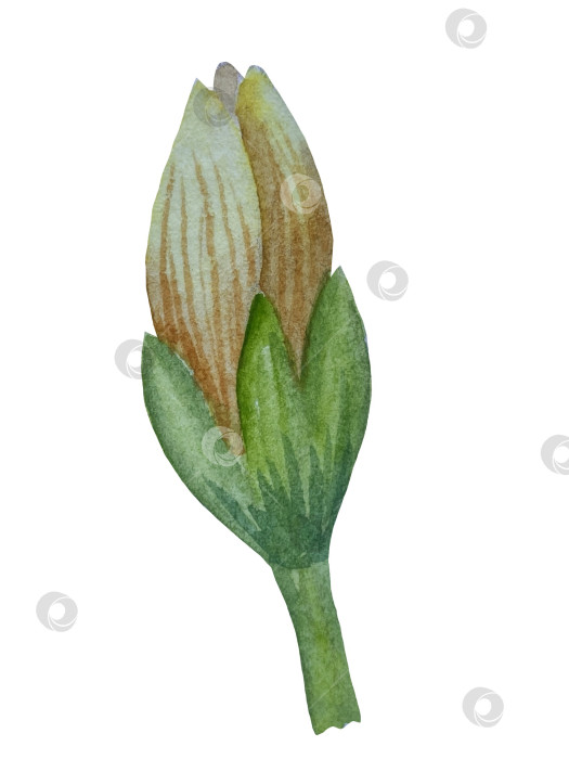 Скачать Коллекция акварельных рисунков на листьях эвкалипта и желтых полевых цветах. Элементы ботанического клипарта, выделенные на белом фоне. Набор предметов для декора, дизайна, постера, баннера, свадьбы, логотипа фотосток Ozero