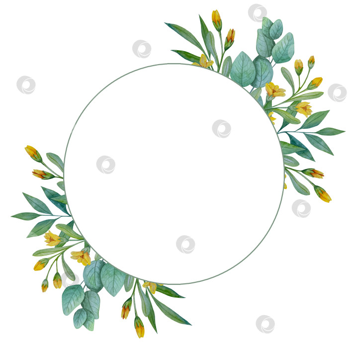 Скачать Коллекция акварельных рисунков на листьях эвкалипта и желтых полевых цветах. Элементы ботанического клипарта, выделенные на белом фоне. Набор предметов для декора, дизайна, постера, баннера, свадьбы, логотипа фотосток Ozero