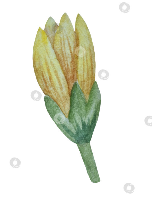 Скачать Коллекция акварельных рисунков на листьях эвкалипта и желтых полевых цветах. Элементы ботанического клипарта, выделенные на белом фоне. Набор предметов для декора, дизайна, постера, баннера, свадьбы, логотипа фотосток Ozero