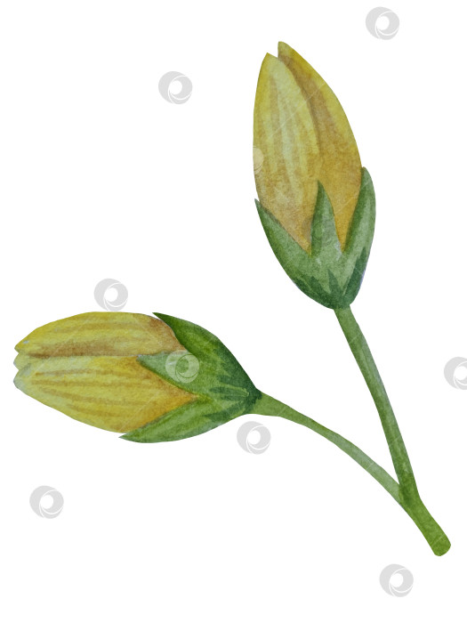 Скачать Коллекция акварельных рисунков на листьях эвкалипта и желтых полевых цветах. Элементы ботанического клипарта, выделенные на белом фоне. Набор предметов для декора, дизайна, постера, баннера, свадьбы, логотипа фотосток Ozero