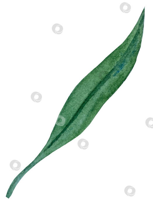 Скачать Коллекция акварельных рисунков на листьях эвкалипта и желтых полевых цветах. Элементы ботанического клипарта, выделенные на белом фоне. Набор предметов для декора, дизайна, постера, баннера, свадьбы, логотипа фотосток Ozero