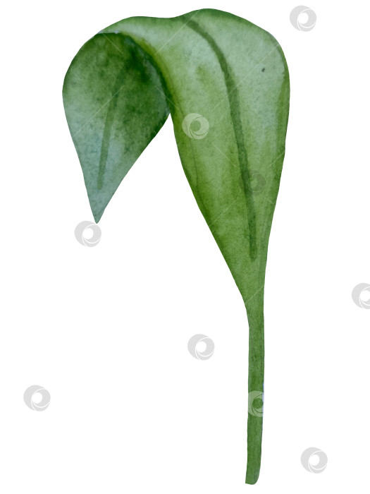 Скачать Коллекция акварельных рисунков на листьях эвкалипта и желтых полевых цветах. Элементы ботанического клипарта, выделенные на белом фоне. Набор предметов для декора, дизайна, постера, баннера, свадьбы, логотипа фотосток Ozero