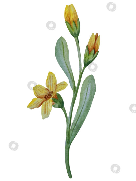 Скачать Коллекция акварельных рисунков на листьях эвкалипта и желтых полевых цветах. Элементы ботанического клипарта, выделенные на белом фоне. Набор предметов для декора, дизайна, постера, баннера, свадьбы, логотипа фотосток Ozero