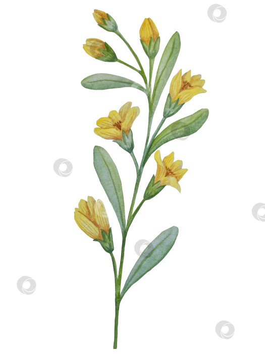 Скачать Коллекция акварельных рисунков на листьях эвкалипта и желтых полевых цветах. Элементы ботанического клипарта, выделенные на белом фоне. Набор предметов для декора, дизайна, постера, баннера, свадьбы, логотипа фотосток Ozero