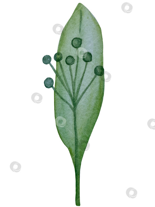 Скачать Коллекция акварельных рисунков на листьях эвкалипта и желтых полевых цветах. Элементы ботанического клипарта, выделенные на белом фоне. Набор предметов для декора, дизайна, постера, баннера, свадьбы, логотипа фотосток Ozero