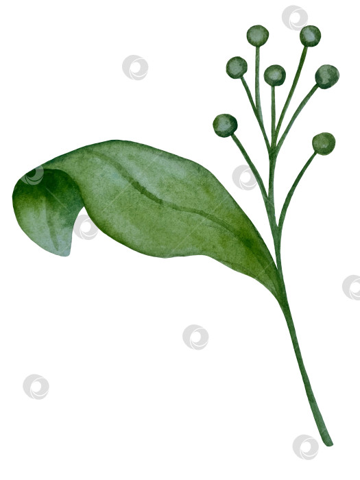Скачать Коллекция акварельных рисунков на листьях эвкалипта и желтых полевых цветах. Элементы ботанического клипарта, выделенные на белом фоне. Набор предметов для декора, дизайна, постера, баннера, свадьбы, логотипа фотосток Ozero
