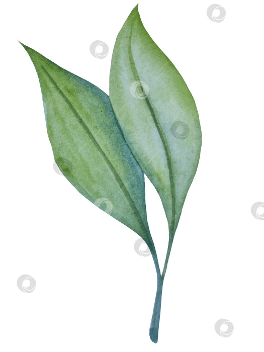 Скачать Коллекция акварельных рисунков на листьях эвкалипта и желтых полевых цветах. Элементы ботанического клипарта, выделенные на белом фоне. Набор предметов для декора, дизайна, постера, баннера, свадьбы, логотипа фотосток Ozero
