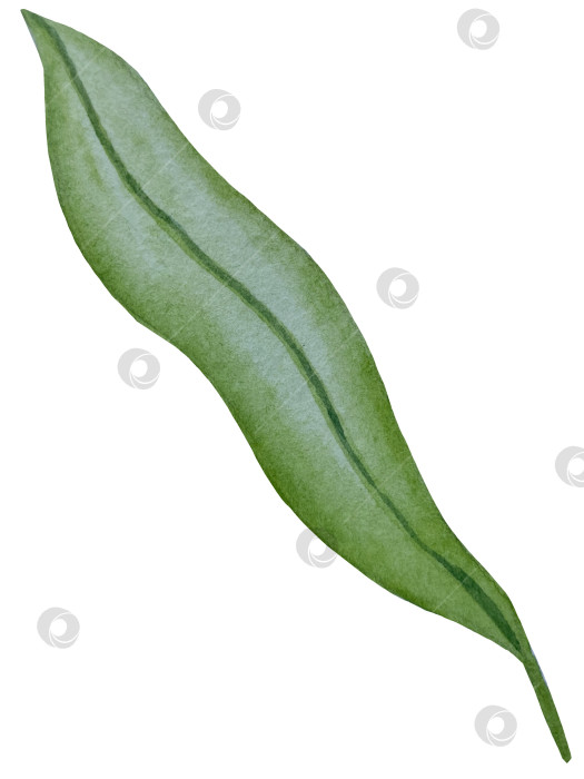 Скачать Коллекция акварельных рисунков на листьях эвкалипта и желтых полевых цветах. Элементы ботанического клипарта, выделенные на белом фоне. Набор предметов для декора, дизайна, постера, баннера, свадьбы, логотипа фотосток Ozero