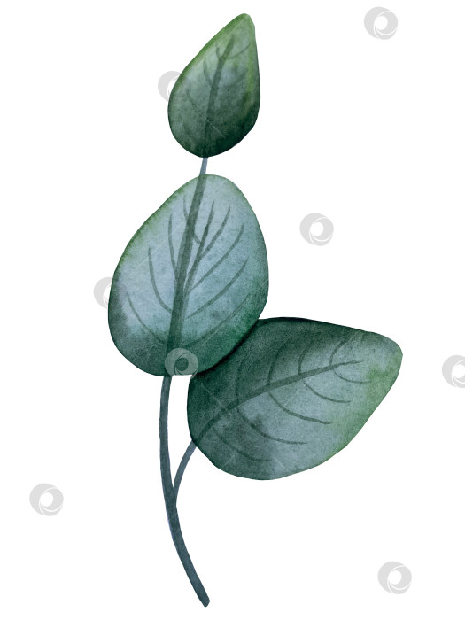 Скачать Коллекция акварельных рисунков на листьях эвкалипта и желтых полевых цветах. Элементы ботанического клипарта, выделенные на белом фоне. Набор предметов для декора, дизайна, постера, баннера, свадьбы, логотипа фотосток Ozero