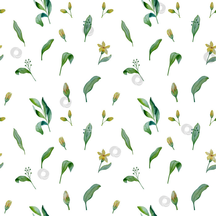 Скачать Коллекция акварельных рисунков на листьях эвкалипта и желтых полевых цветах. Элементы ботанического клипарта, выделенные на белом фоне. Набор предметов для декора, дизайна, постера, баннера, свадьбы, логотипа фотосток Ozero