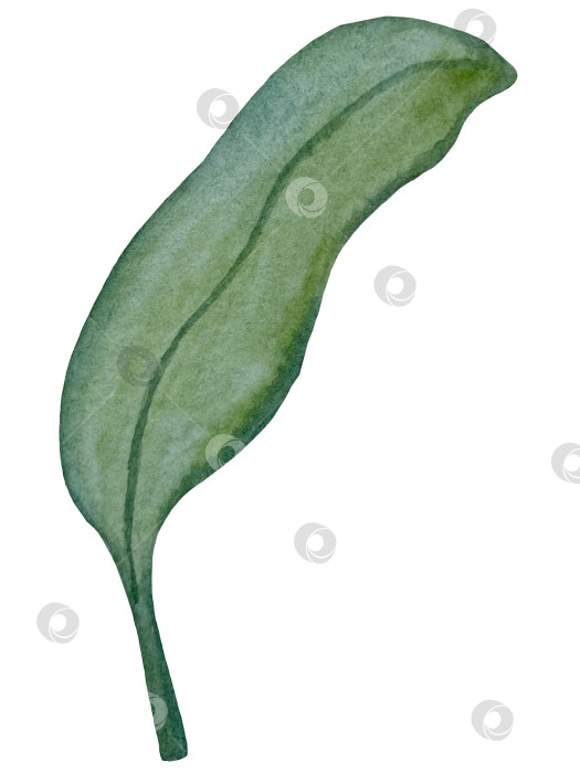 Скачать Коллекция акварельных рисунков на листьях эвкалипта и желтых полевых цветах. Элементы ботанического клипарта, выделенные на белом фоне. Набор предметов для декора, дизайна, постера, баннера, свадьбы, логотипа фотосток Ozero