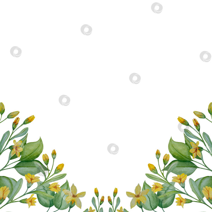 Скачать Коллекция акварельных рисунков на листьях эвкалипта и желтых полевых цветах. Элементы ботанического клипарта, выделенные на белом фоне. Набор предметов для декора, дизайна, постера, баннера, свадьбы, логотипа фотосток Ozero