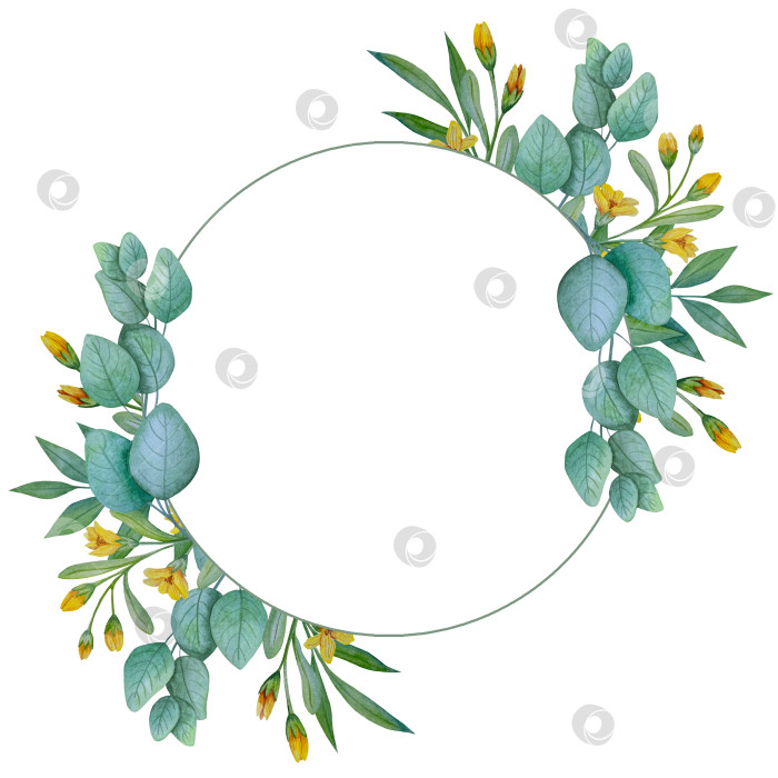 Скачать Коллекция акварельных рисунков на листьях эвкалипта и желтых полевых цветах. Элементы ботанического клипарта, выделенные на белом фоне. Набор предметов для декора, дизайна, постера, баннера, свадьбы, логотипа фотосток Ozero