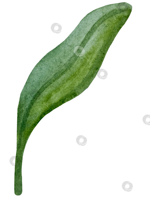 Скачать Коллекция акварельных рисунков на листьях эвкалипта и желтых полевых цветах. Элементы ботанического клипарта, выделенные на белом фоне. Набор предметов для декора, дизайна, постера, баннера, свадьбы, логотипа фотосток Ozero