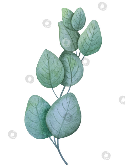 Скачать Коллекция акварельных рисунков на листьях эвкалипта и желтых полевых цветах. Элементы ботанического клипарта, выделенные на белом фоне. Набор предметов для декора, дизайна, постера, баннера, свадьбы, логотипа фотосток Ozero