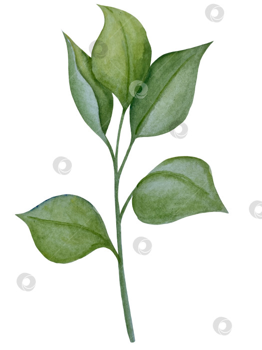 Скачать Коллекция акварельных рисунков на листьях эвкалипта и желтых полевых цветах. Элементы ботанического клипарта, выделенные на белом фоне. Набор предметов для декора, дизайна, постера, баннера, свадьбы, логотипа фотосток Ozero