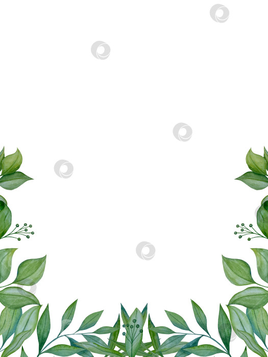 Скачать Коллекция акварельных рисунков на листьях эвкалипта и желтых полевых цветах. Элементы ботанического клипарта, выделенные на белом фоне. Набор предметов для декора, дизайна, постера, баннера, свадьбы, логотипа фотосток Ozero