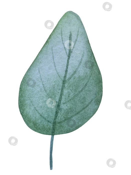 Скачать Коллекция акварельных рисунков на листьях эвкалипта и желтых полевых цветах. Элементы ботанического клипарта, выделенные на белом фоне. Набор предметов для декора, дизайна, постера, баннера, свадьбы, логотипа фотосток Ozero