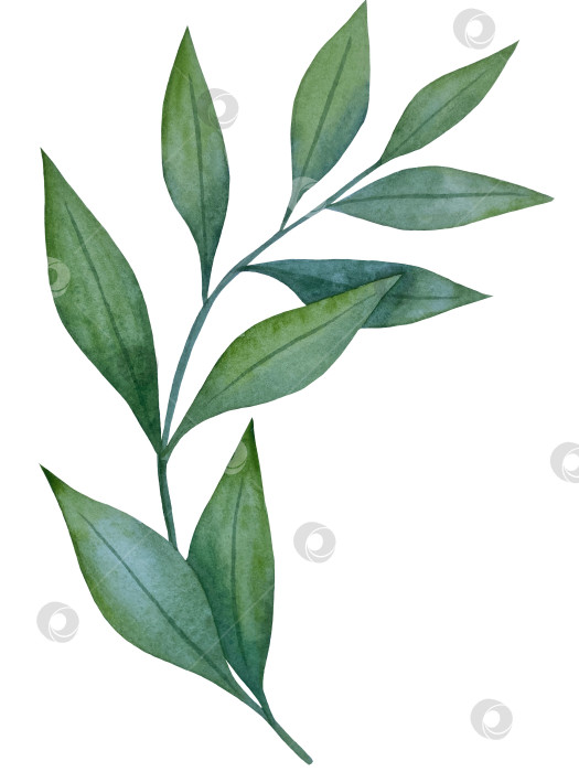 Скачать Коллекция акварельных рисунков на листьях эвкалипта и желтых полевых цветах. Элементы ботанического клипарта, выделенные на белом фоне. Набор предметов для декора, дизайна, постера, баннера, свадьбы, логотипа фотосток Ozero