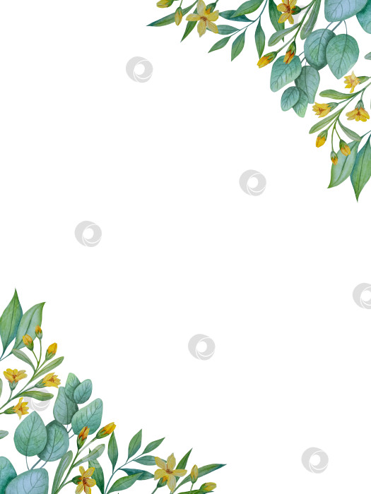 Скачать Коллекция акварельных рисунков на листьях эвкалипта и желтых полевых цветах. Элементы ботанического клипарта, выделенные на белом фоне. Набор предметов для декора, дизайна, постера, баннера, свадьбы, логотипа фотосток Ozero