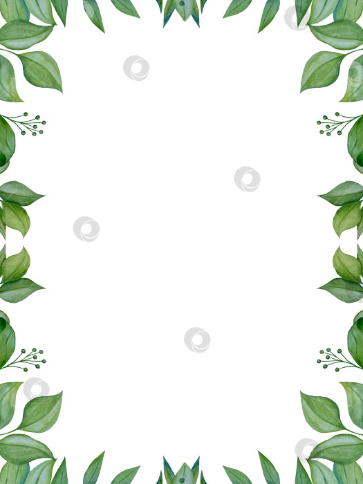 Скачать Коллекция акварельных рисунков на листьях эвкалипта и желтых полевых цветах. Элементы ботанического клипарта, выделенные на белом фоне. Набор предметов для декора, дизайна, постера, баннера, свадьбы, логотипа фотосток Ozero