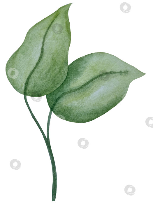 Скачать Коллекция акварельных рисунков на листьях эвкалипта и желтых полевых цветах. Элементы ботанического клипарта, выделенные на белом фоне. Набор предметов для декора, дизайна, постера, баннера, свадьбы, логотипа фотосток Ozero