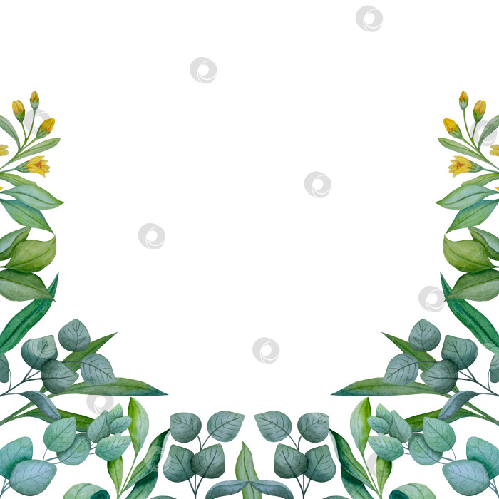 Скачать Коллекция акварельных рисунков на листьях эвкалипта и желтых полевых цветах. Элементы ботанического клипарта, выделенные на белом фоне. Набор предметов для декора, дизайна, постера, баннера, свадьбы, логотипа фотосток Ozero