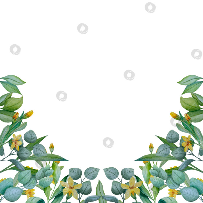 Скачать Коллекция акварельных рисунков на листьях эвкалипта и желтых полевых цветах. Элементы ботанического клипарта, выделенные на белом фоне. Набор предметов для декора, дизайна, постера, баннера, свадьбы, логотипа фотосток Ozero