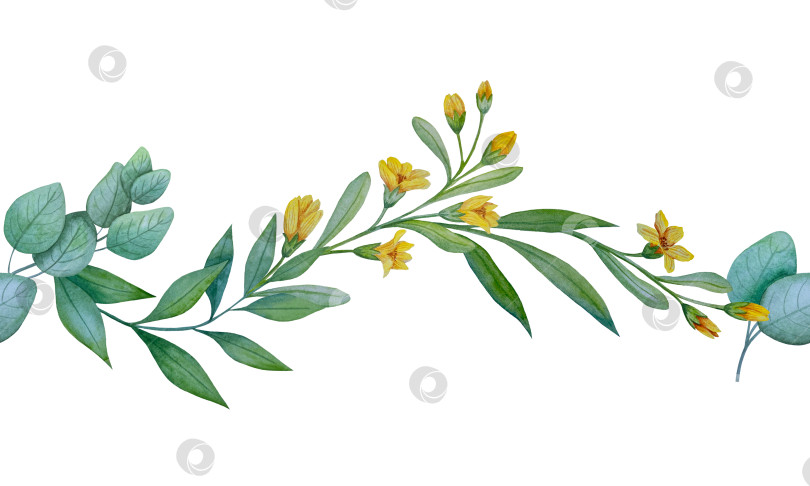 Скачать Коллекция акварельных рисунков на листьях эвкалипта и желтых полевых цветах. Элементы ботанического клипарта, выделенные на белом фоне. Набор предметов для декора, дизайна, постера, баннера, свадьбы, логотипа фотосток Ozero