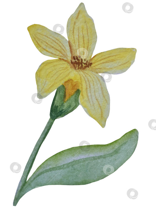 Скачать Коллекция акварельных рисунков на листьях эвкалипта и желтых полевых цветах. Элементы ботанического клипарта, выделенные на белом фоне. Набор предметов для декора, дизайна, постера, баннера, свадьбы, логотипа фотосток Ozero