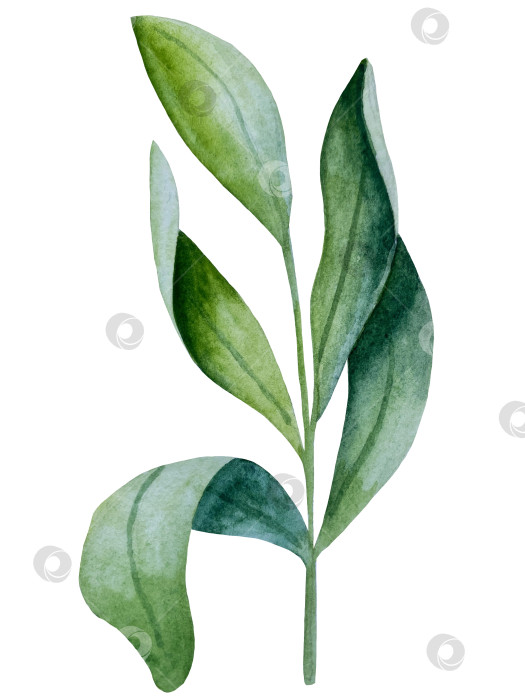 Скачать Коллекция акварельных рисунков на листьях эвкалипта и желтых полевых цветах. Элементы ботанического клипарта, выделенные на белом фоне. Набор предметов для декора, дизайна, постера, баннера, свадьбы, логотипа фотосток Ozero