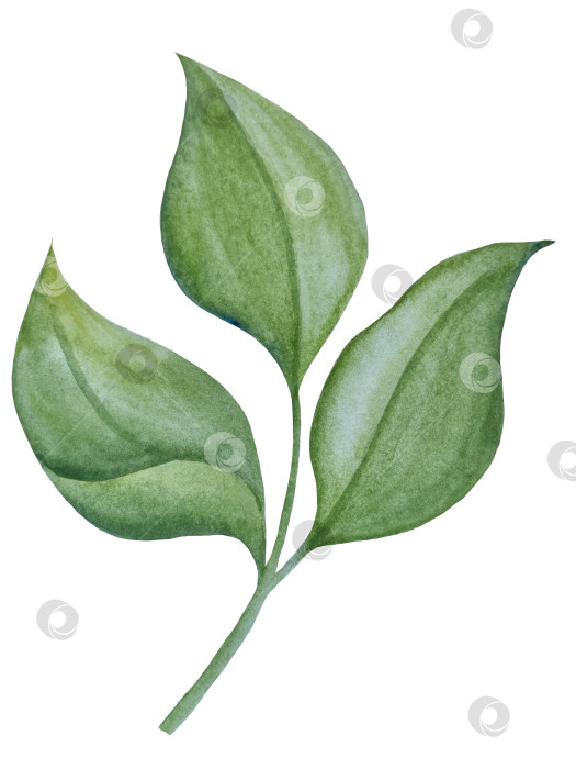 Скачать Коллекция акварельных рисунков на листьях эвкалипта и желтых полевых цветах. Элементы ботанического клипарта, выделенные на белом фоне. Набор предметов для декора, дизайна, постера, баннера, свадьбы, логотипа фотосток Ozero