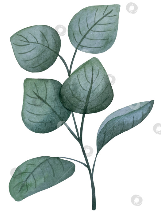 Скачать Коллекция акварельных рисунков на листьях эвкалипта и желтых полевых цветах. Элементы ботанического клипарта, выделенные на белом фоне. Набор предметов для декора, дизайна, постера, баннера, свадьбы, логотипа фотосток Ozero
