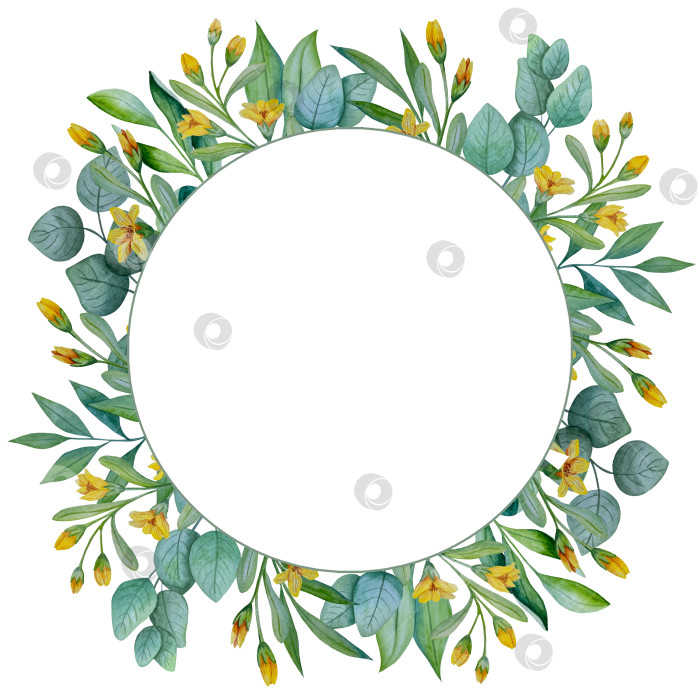 Скачать Коллекция акварельных рисунков на листьях эвкалипта и желтых полевых цветах. Элементы ботанического клипарта, выделенные на белом фоне. Набор предметов для декора, дизайна, постера, баннера, свадьбы, логотипа фотосток Ozero