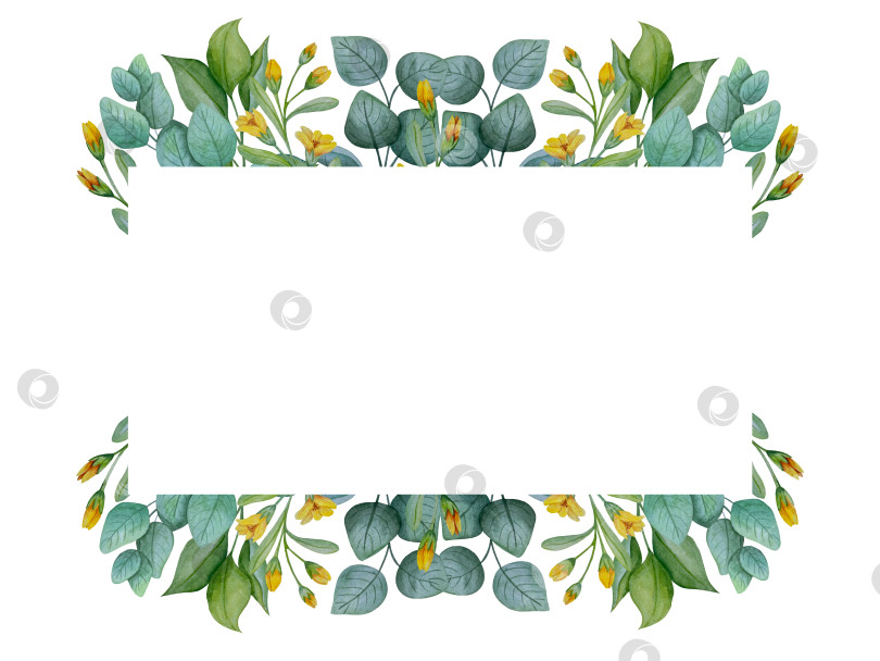 Скачать Коллекция акварельных рисунков на листьях эвкалипта и желтых полевых цветах. Элементы ботанического клипарта, выделенные на белом фоне. Набор предметов для декора, дизайна, постера, баннера, свадьбы, логотипа фотосток Ozero