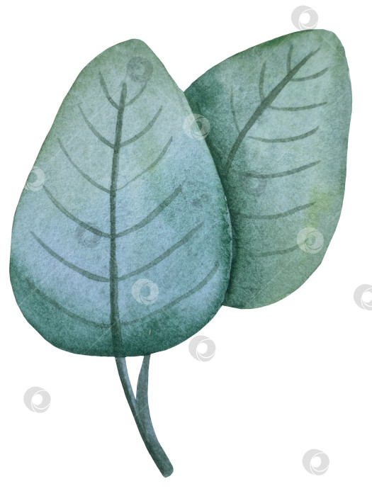 Скачать Коллекция акварельных рисунков на листьях эвкалипта и желтых полевых цветах. Элементы ботанического клипарта, выделенные на белом фоне. Набор предметов для декора, дизайна, постера, баннера, свадьбы, логотипа фотосток Ozero
