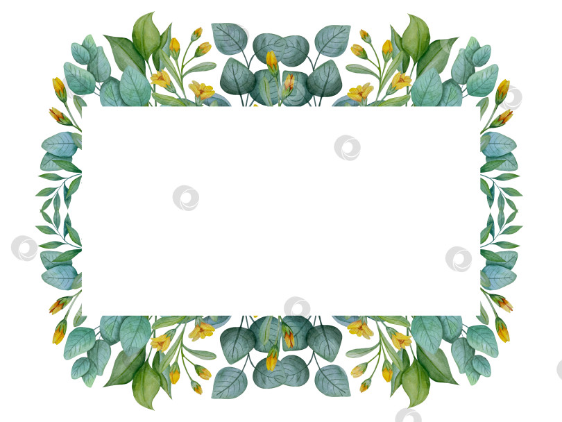 Скачать Коллекция акварельных рисунков на листьях эвкалипта и желтых полевых цветах. Элементы ботанического клипарта, выделенные на белом фоне. Набор предметов для декора, дизайна, постера, баннера, свадьбы, логотипа фотосток Ozero