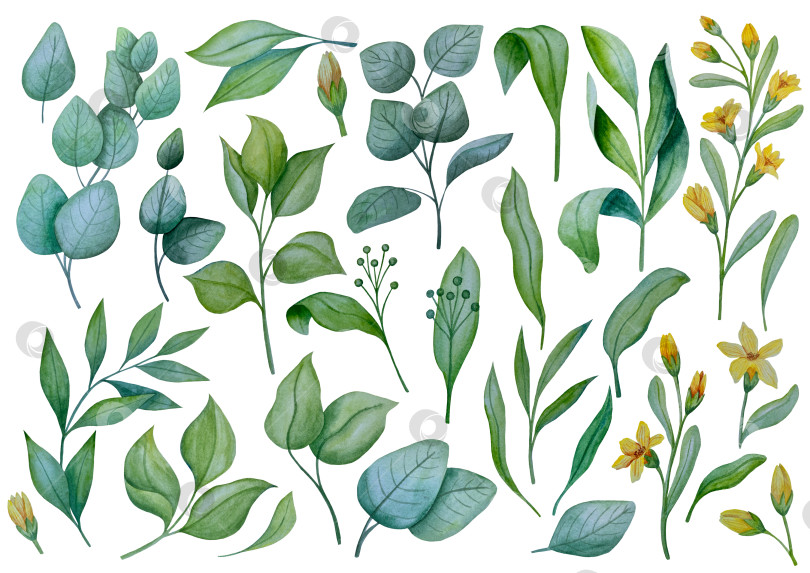Скачать Коллекция акварельных рисунков на листьях эвкалипта и желтых полевых цветах. Элементы ботанического клипарта, выделенные на белом фоне. Набор предметов для декора, дизайна, постера, баннера, свадьбы, логотипа фотосток Ozero
