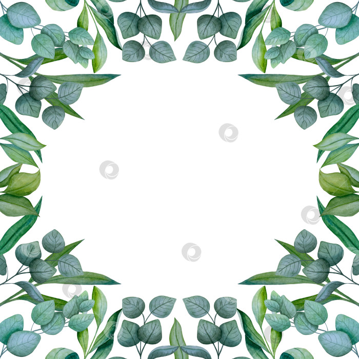 Скачать Коллекция акварельных рисунков на листьях эвкалипта и желтых полевых цветах. Элементы ботанического клипарта, выделенные на белом фоне. Набор предметов для декора, дизайна, постера, баннера, свадьбы, логотипа фотосток Ozero