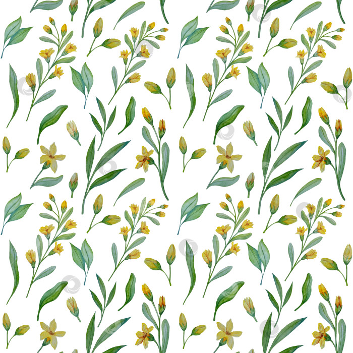 Скачать Коллекция акварельных рисунков на листьях эвкалипта и желтых полевых цветах. Элементы ботанического клипарта, выделенные на белом фоне. Набор предметов для декора, дизайна, постера, баннера, свадьбы, логотипа фотосток Ozero