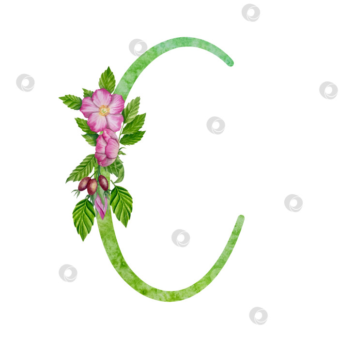 Скачать Алфавит, цветочный набор букв с акварельной росписью цветов, роз и листьев. Изолированные монограммы-инициалы идеально подходят для свадебных приглашений, поздравительных открыток, логотипов, плакатов и прочего. Праздничный дизайн. фотосток Ozero