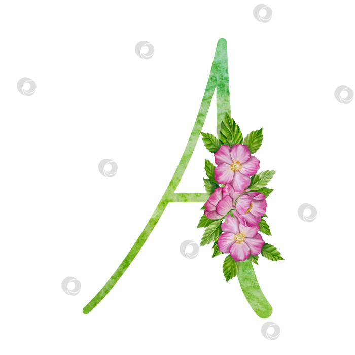 Скачать Алфавит, цветочный набор букв с акварельной росписью цветов, роз и листьев. Изолированные монограммы-инициалы идеально подходят для свадебных приглашений, поздравительных открыток, логотипов, плакатов и прочего. Праздничный дизайн. фотосток Ozero