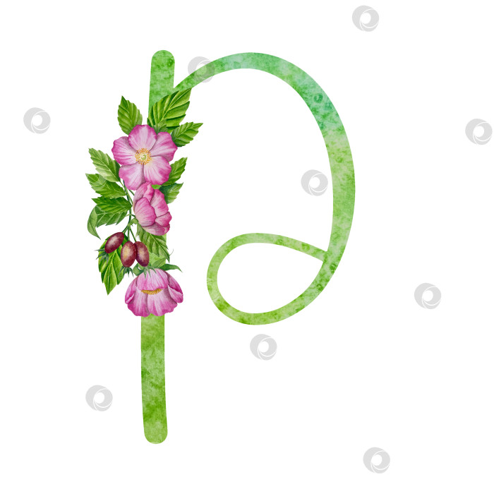 Скачать Алфавит, цветочный набор букв с акварельной росписью цветов, роз и листьев. Изолированные монограммы-инициалы идеально подходят для свадебных приглашений, поздравительных открыток, логотипов, плакатов и прочего. Праздничный дизайн. фотосток Ozero