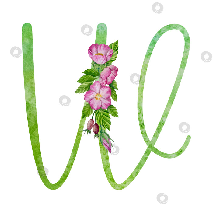 Скачать Алфавит, набор цветочных букв с акварельной росписью цветов, роз и листьев. Изолированные монограммы-инициалы идеально подходят для свадебных приглашений, поздравительных открыток, логотипов, плакатов и прочего. Праздничный дизайн. фотосток Ozero
