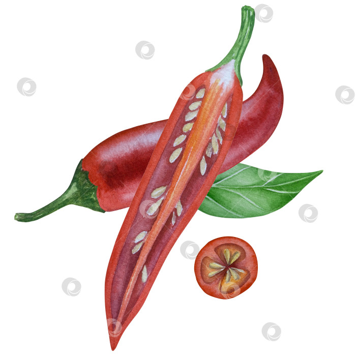Скачать Целые и нарезанные стручки красного перца чили на белом фоне. Ботаническая акварельная иллюстрация пряных овощей с зелеными листьями, выполненная от руки. Для дизайна упаковки, ресторанного меню, кухни фотосток Ozero