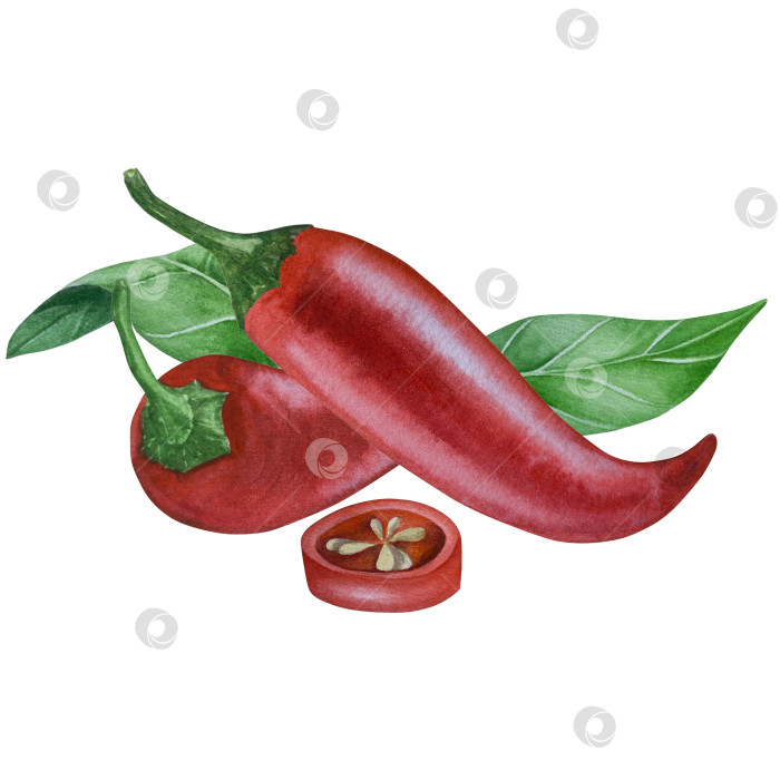 Скачать Целые и нарезанные стручки красного перца чили на белом фоне. Ботаническая акварельная иллюстрация пряных овощей с зелеными листьями, выполненная от руки. Для дизайна упаковки, ресторанного меню, кухни фотосток Ozero